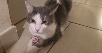 laura pet sitter à FAMECK 57290_4
