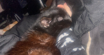 laetitia pet sitter à BOUXIERES AUX DAMES 54136_6