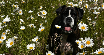mila pet sitter à BOBITAL 22100_3