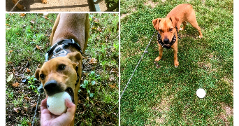 séverine  pet sitter à 59000 Lille 59000_3