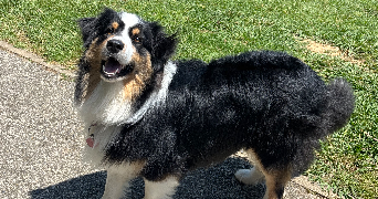 clara pet sitter à ST LAURENT DU VAR 06700_2