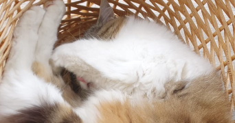 augustin pet sitter à VOIRON 38500_1