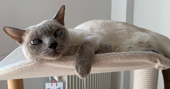 maria pet sitter à PARIS 15 75015_1