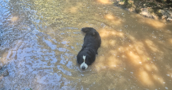 jessica pet sitter à CHAMPIS 07440_1