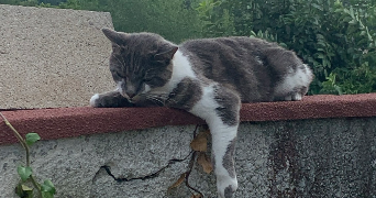 maëlyne pet sitter à ST PIERRE LA PALUD 69210_7