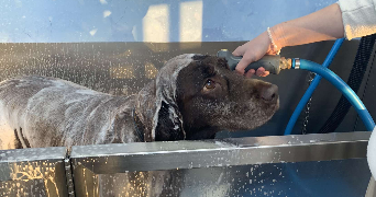 willow pet sitter à ROANNE 42300_3