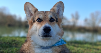 johanna pet sitter à MANOM 57100_1