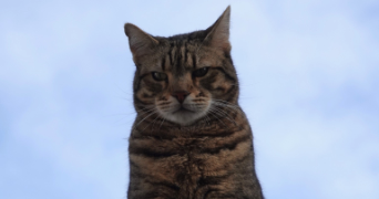 nathalie pet sitter à CALUIRE ET CUIRE 69300_4