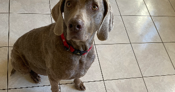 pauline pet sitter à LORQUIN 57790_6