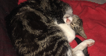 charline pet sitter à LYON 03 69003_2