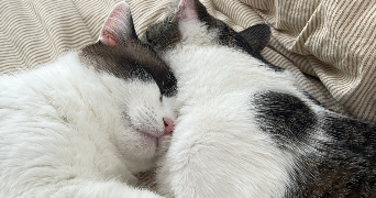 luna pet sitter à CHAMPCUEIL 91750_4