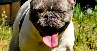 cloé pet sitter à PISSOS 40410_1