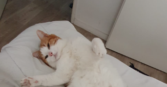 lila pet sitter à AULNAY SOUS BOIS 93600_0