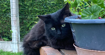 elodie cat sitter à BEUZEVILLE 27210_5