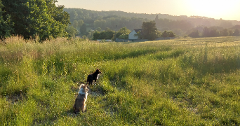 christine pet sitter à ST GERVAIS 95420_4