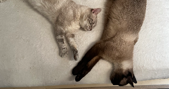 chloé pet sitter à LILLE 59000_1