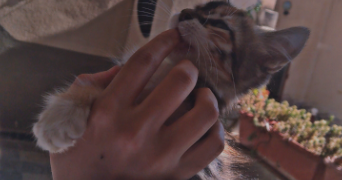 sarah pet sitter à GONESSE 95500_7