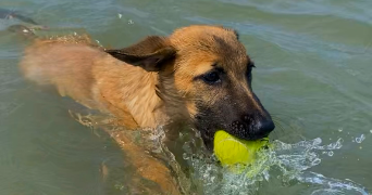 leandra pet sitter à FRONTIGNAN 34110_5