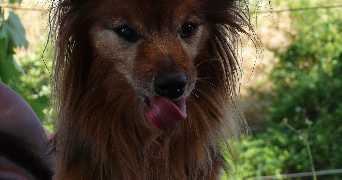avatar ps Animaute.fr