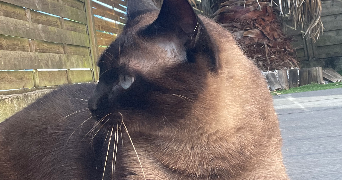 nadège pet sitter à QUIMPER 29000_1