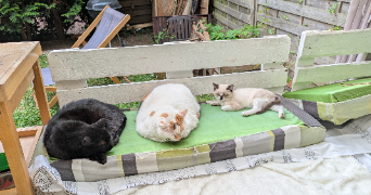 marine pet sitter à TRIEL SUR SEINE 78510_3