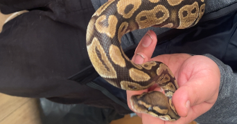 david pet sitter à ST GERMAIN LAVAL 42260_0