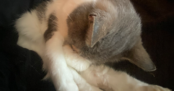 salomé pet sitter à ANGERS 49000_4
