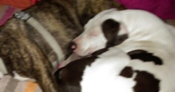patricia pet sitter à MEUDON 92190_2