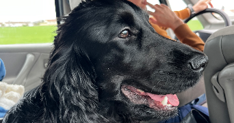 léane pet sitter à FONTAINE LE COMTE 86240_3