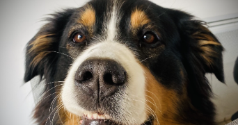 aurélie pet sitter à UZES 30700_3