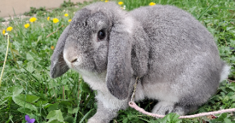 vitiana pet sitter à BOURGOIN JALLIEU 38300_2