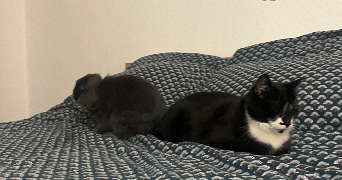 moeata pet sitter à MONTROUGE 92120_5