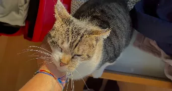 elissa pet sitter à FERNEY VOLTAIRE 01210