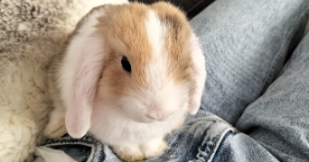 mélina pet sitter à STRASBOURG 67100_1