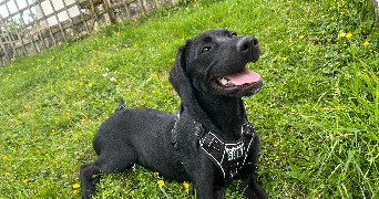 angélique pet sitter à COURTOIS SUR YONNE 89100_1