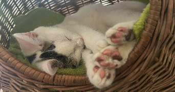 lucas pet sitter à CRY 89390_1