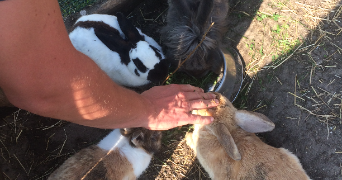 julien pet sitter à FOUGERES 35300_2