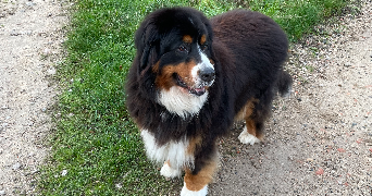 laëtitia pet sitter à ST ETIENNE 42100_3