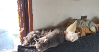 molly pet sitter à TOUTAINVILLE 27500_1