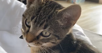 chloe pet sitter à LILLE 59000_3