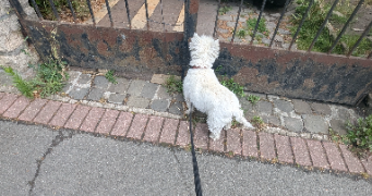 lorena  pet sitter à HEM 59510_1