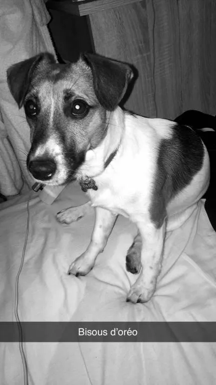 Elise pet sitter à Grisolles 82170