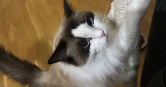 mariia pet sitter à BORDEAUX 33800_7