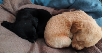 ophélie pet sitter à PONTCHARRA 38530_4