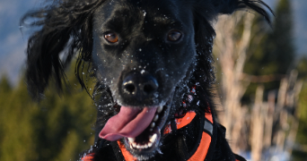 camille pet sitter à YEBLERON 76640_1
