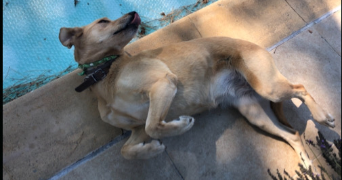 loriane pet sitter à NIMES 30000_4