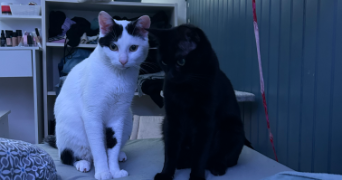 amandine pet sitter à ORLEANS 45000_1