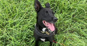 mathilde pet sitter à NANCY 54000_3