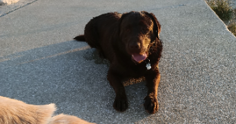 claudine pet sitter à TOULON 83000_2