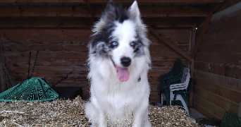 aline pet sitter à ABONCOURT GESINCOURT 70500_3